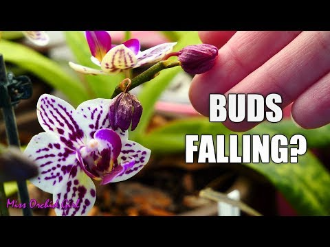 How A Lot Stem To Trim For Recent Minimize Flowers: Finest Practices How A Lot Stem To Trim For Recent Minimize Flowers: Finest Practices